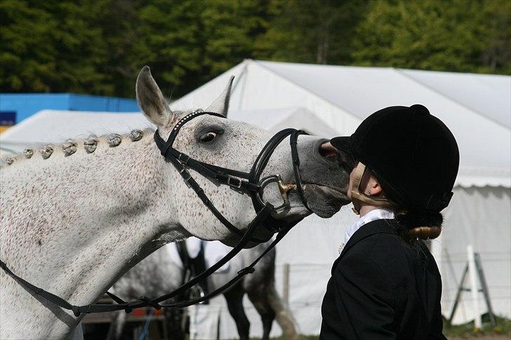 Arabisk fuldblod (OX) Karim - Mys<3 Elsker dig BimBim (: Foto: Simone Høegh billede 7