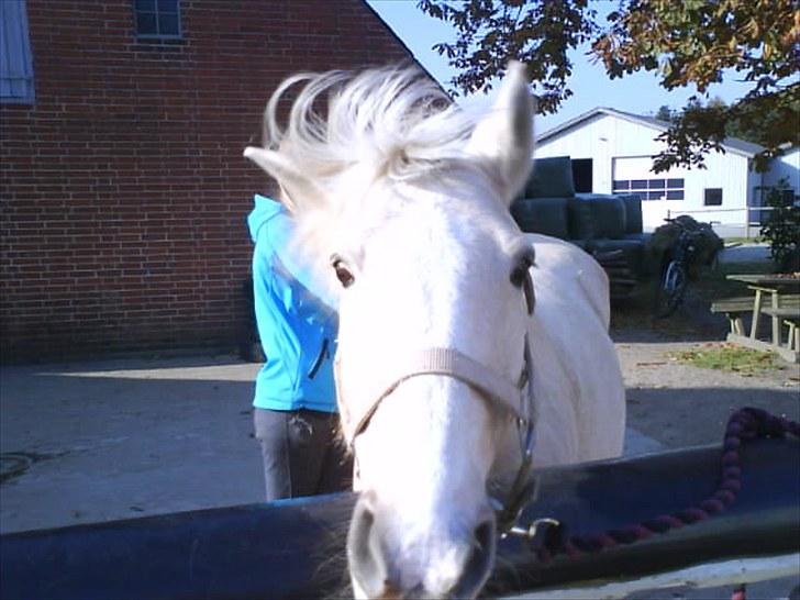 Anden særlig race Karla*Elev pony* *red* - Velkommen til Karlas Profil billede 1