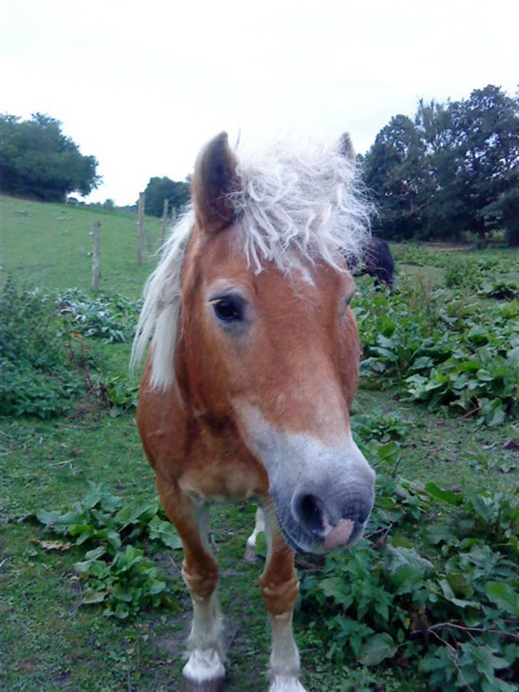 Haflinger Honey Flicka billede 7