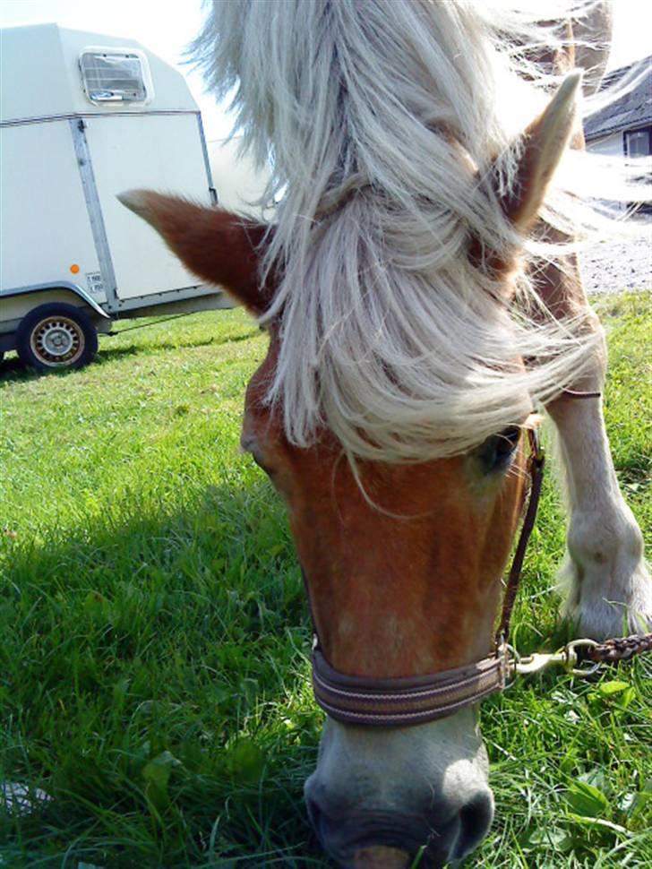 Haflinger Honey Flicka billede 8