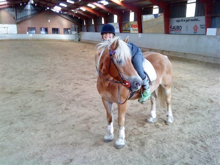 Haflinger Honey Flicka billede 11