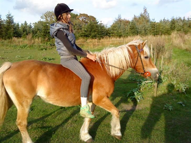 Haflinger Honey Flicka billede 12