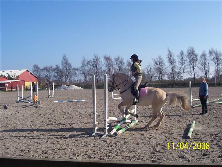 Fjordhest Analda - Jeg er ikke sprig rytter. Men huner da dygtig :D billede 1