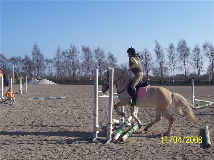 Fjordhest Analda - Jeg er ikke sprig rytter. Men huner da dygtig :D billede 2