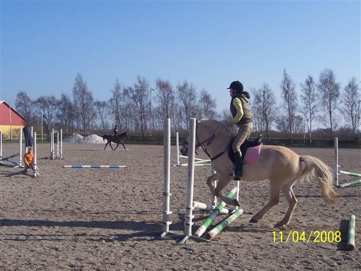 Fjordhest Analda - Jeg er ikke sprig rytter. Men huner da dygtig :D billede 3