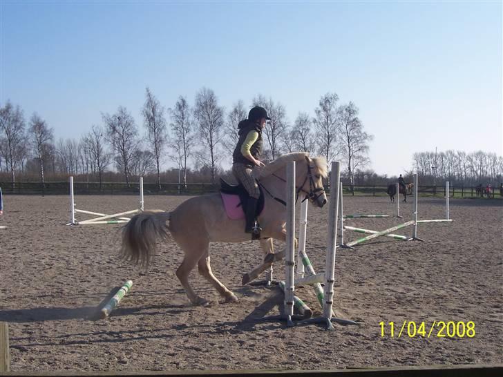 Fjordhest Analda - Jeg er ikke sprig rytter. Men huner da dygtig :D billede 4