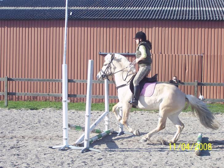 Fjordhest Analda - Jeg er ikke sprig rytter. Men huner da dygtig :D billede 5