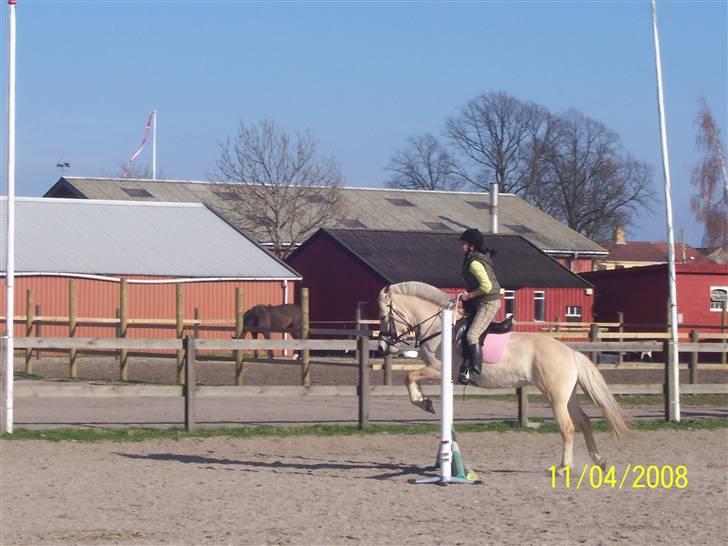 Fjordhest Analda - Jeg er ikke sprig rytter. Men huner da dygtig :D billede 6