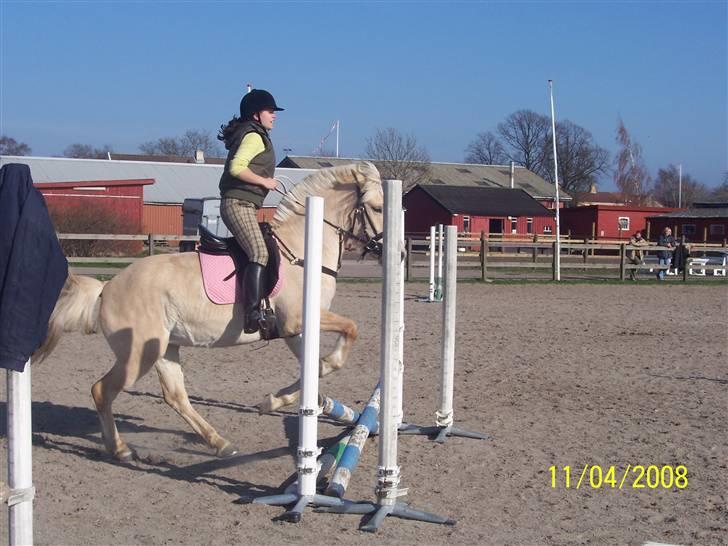 Fjordhest Analda - Jeg er ikke sprig rytter. Men huner da dygtig :D billede 7