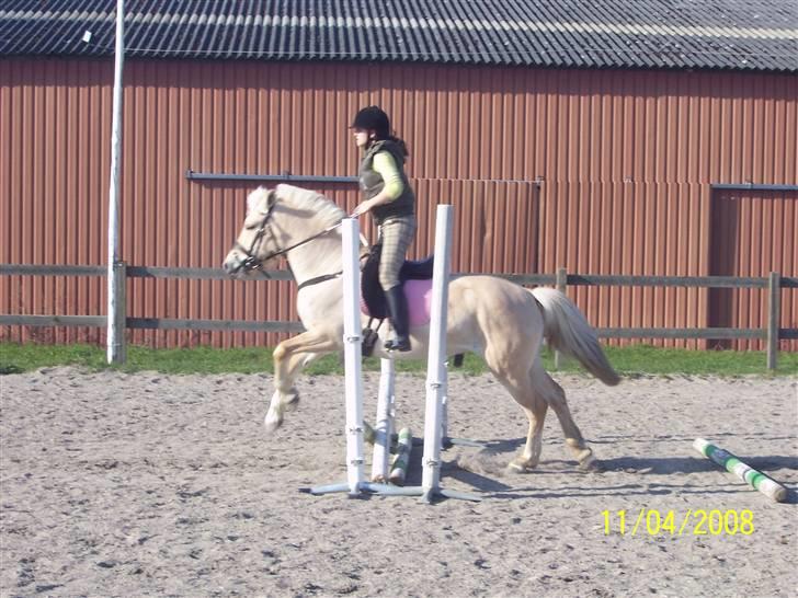 Fjordhest Analda - Jeg er ikke sprig rytter. Men huner da dygtig :D billede 8