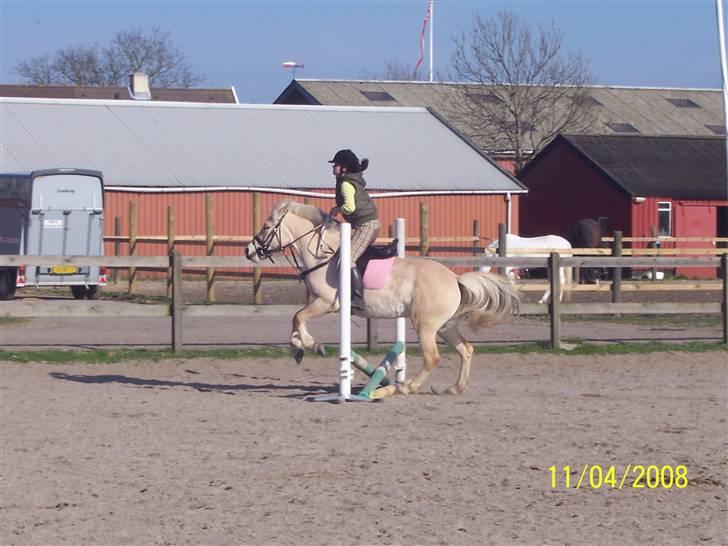 Fjordhest Analda - Jeg er ikke sprig rytter. Men huner da dygtig :D billede 9