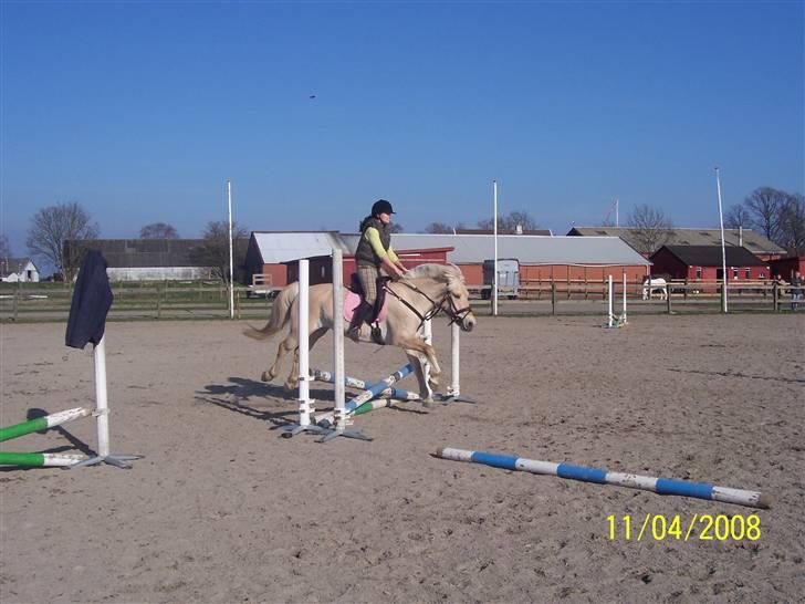 Fjordhest Analda - Jeg er ikke sprig rytter. Men huner da dygtig :D billede 10