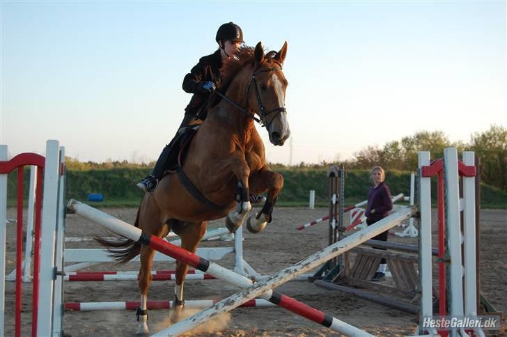 Dansk Varmblod Unique Des Malais *låne* - uni til spring undervisning den 21/4-04 foto: wanner billede 11