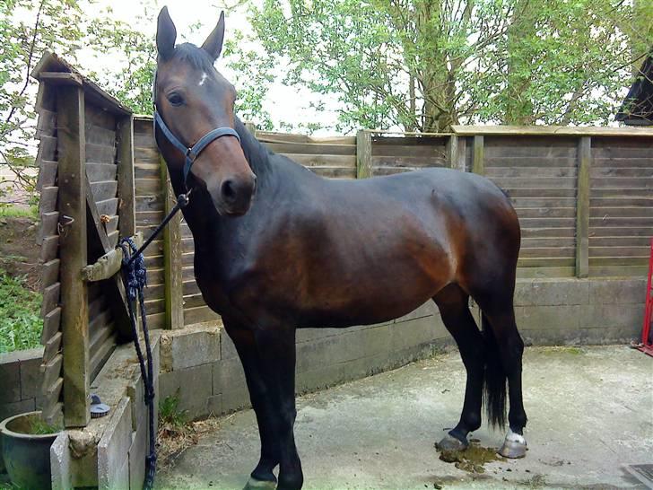 Anden særlig race bianca (R.I.P. I Love Y) - hun er blevet SÅ smuk... billede 4