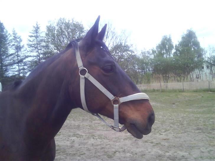 Dansk Varmblod Raimona (gl. part) billede 1