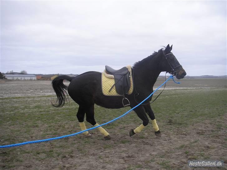 Dansk Varmblod Raimona (gl. part) billede 2