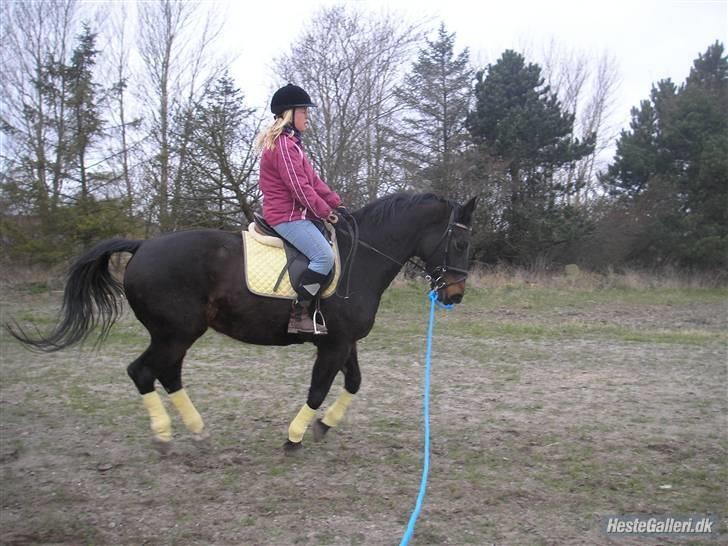 Dansk Varmblod Raimona (gl. part) billede 3