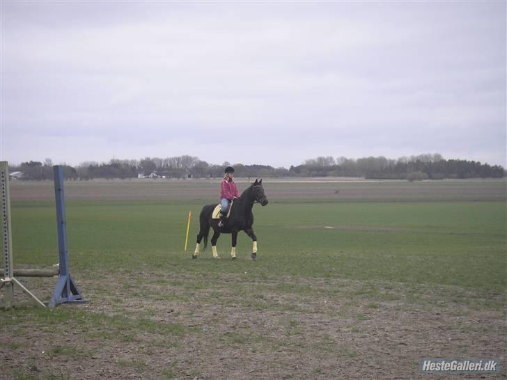 Dansk Varmblod Raimona (gl. part) billede 4