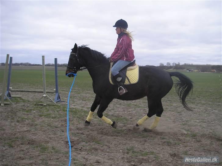 Dansk Varmblod Raimona (gl. part) billede 5