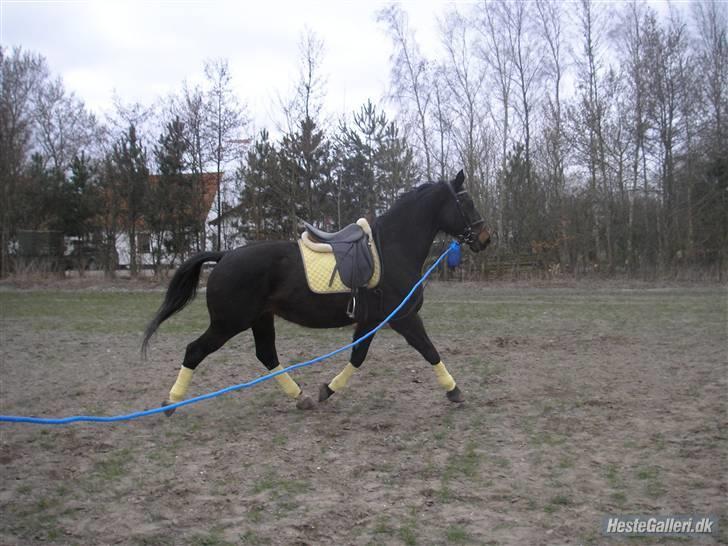 Dansk Varmblod Raimona (gl. part) billede 6