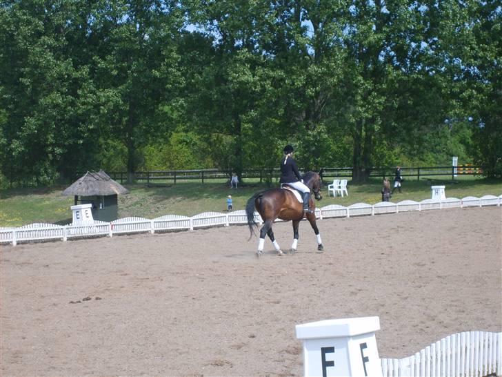 Dansk Varmblod Raimona (gl. part) - Stævne, OHR Lc2, gik vel okay (: , men vi måtte melde fra den sidste klasse pga. sadlen lå forkert på hende ;/ billede 7