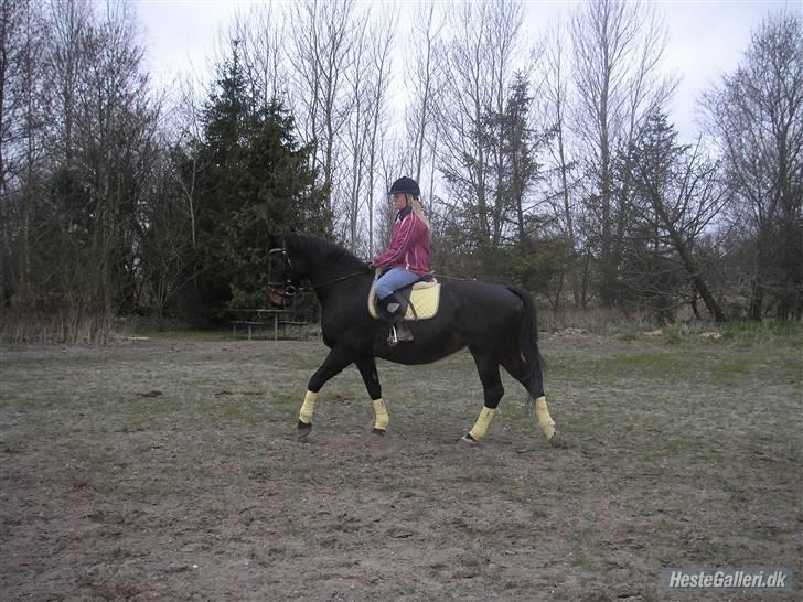 Dansk Varmblod Raimona (gl. part) billede 8