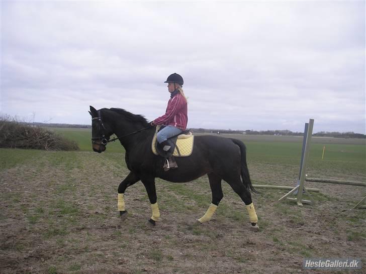 Dansk Varmblod Raimona (gl. part) billede 9