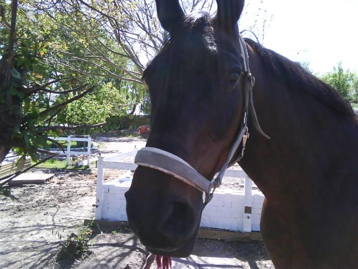 Dansk Varmblod Raimona (gl. part) billede 10