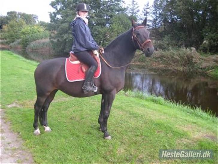 Dansk Varmblod Raimona (gl. part) - Mule og hendes ejer. ^^  billede 11