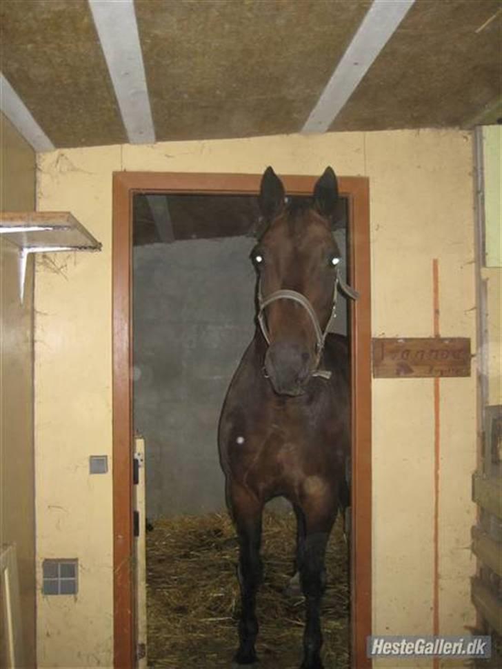 Dansk Varmblod Raimona (gl. part) billede 12