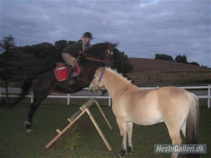 Dansk Varmblod Raimona (gl. part) billede 13