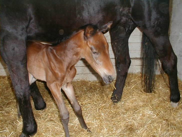 Traver Sweet Peace - 28/3-09 Svært at holde balancen når man er så lille billede 12