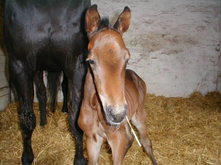 Traver Sweet Peace - Smukke Sweet:-) billede 13