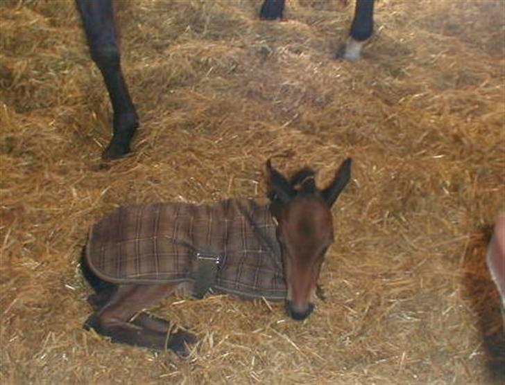 Traver Sweet Peace - Stadig med kjole på så hun ikke blev kold:-) billede 14