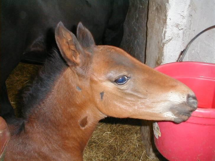 Traver Sweet Peace - Hun har bare det sødeste hoved syntes jeg......?! billede 15