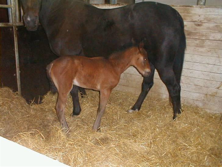 Traver Sweet Peace - 2/4-09 Allerede blevet en stor pige:-) billede 16