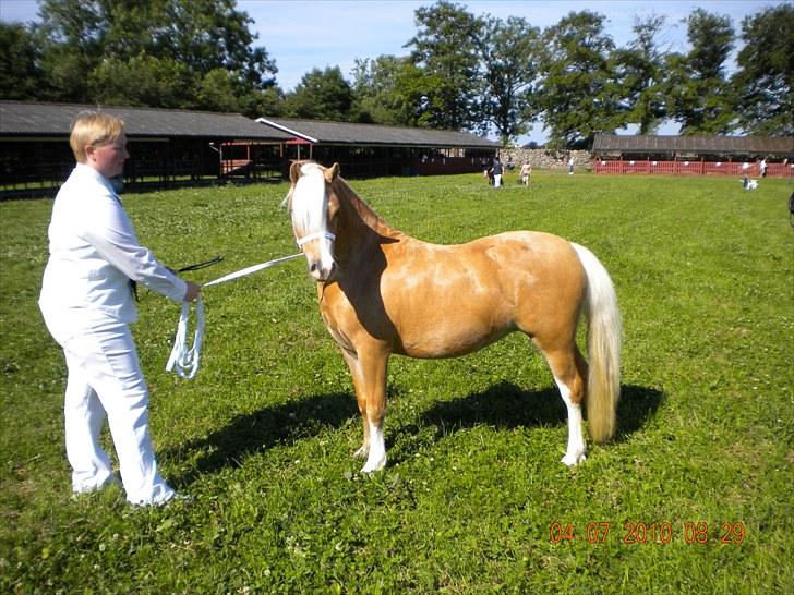 Welsh Mountain (sec A) Englykke´s Dior - Dior og jeg til show den 4 juli 2010 på Bjärsjölagård billede 4