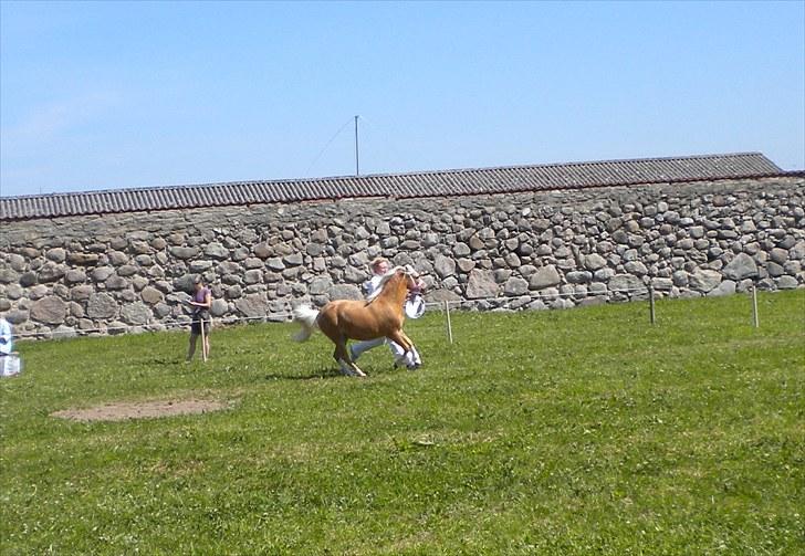 Welsh Mountain (sec A) Englykke´s Dior - Æresrunde efter at vi er blevet Junior Champion! billede 7