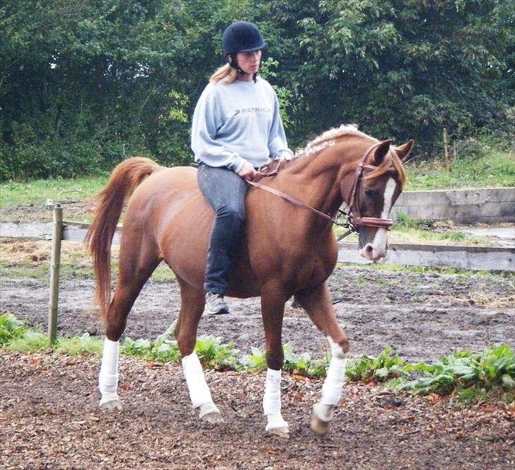 Arabisk fuldblod (OX) Cammosa - Cammosa og Anne billede 12