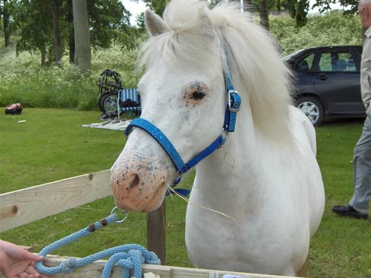 Anden særlig race Manse - 1. og eneste gang han kommer til dyrskue. Han blev urolig, man hørte et knæk og stod så på den anden side end alle andre heste... billede 2
