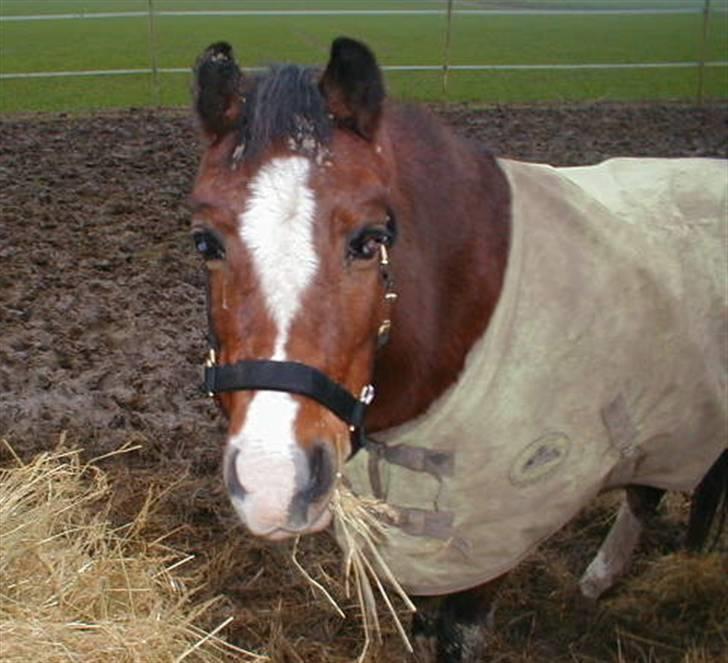 Welsh Mountain (sec A) Friars Springsong billede 4