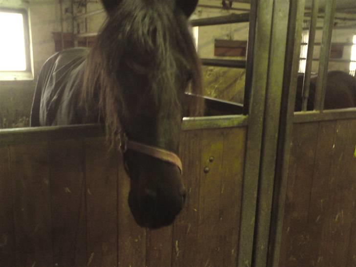 Traver over the gate billede 1