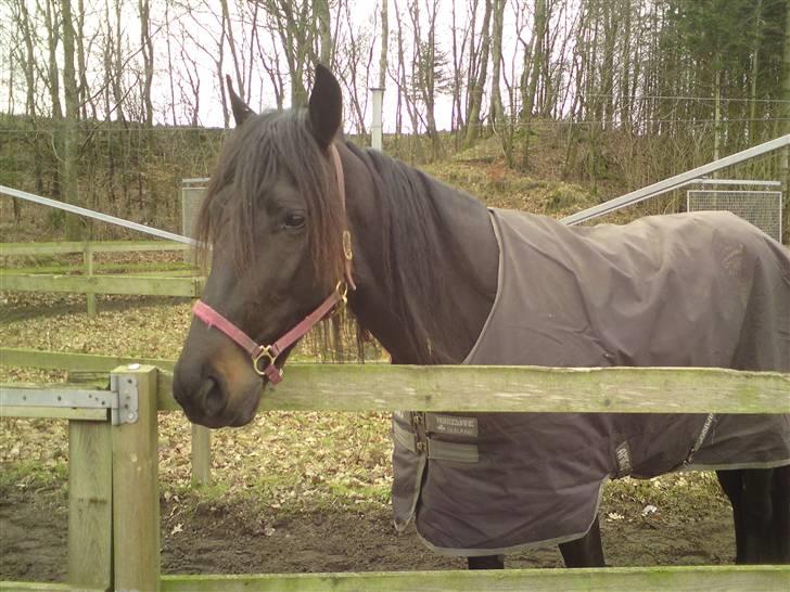 Traver over the gate billede 2