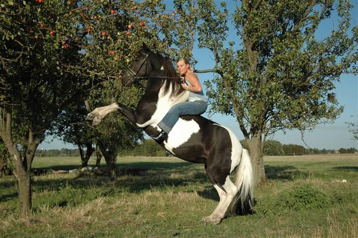 Pinto Stald Skovly´s Midoun billede 1