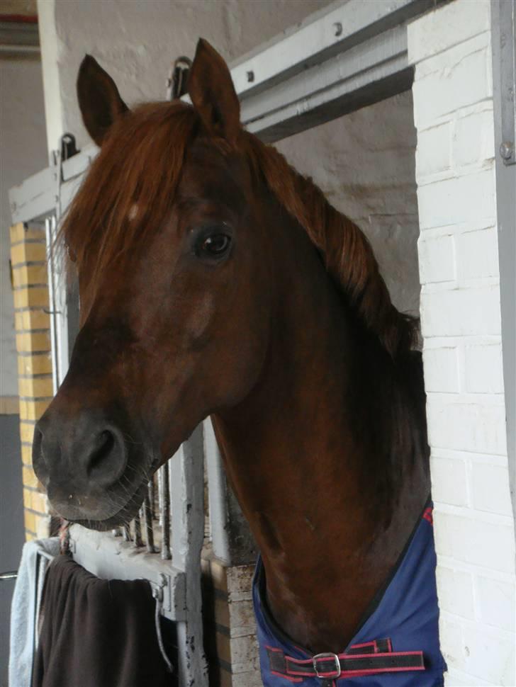 Tysk Sportspony Dancer 94 - Dancer´musen ;* <3 Fotograf; Mor billede 13