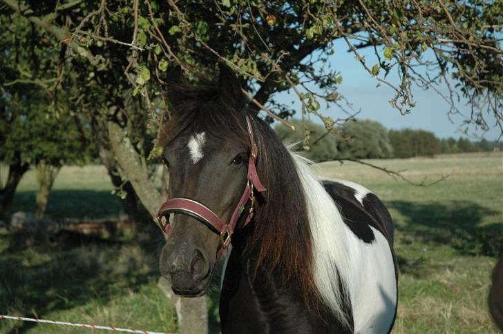 Pinto Stald Skovly´s Midoun billede 2