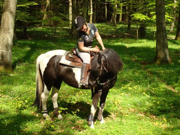 Pinto Stald Skovly´s Midoun billede 3