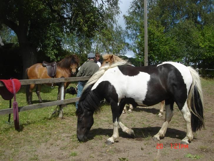 Pinto Stald Skovly´s Midoun billede 4