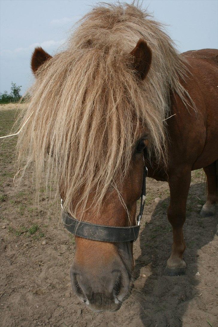 Shetlænder Pondus - sommer 2010 billede 1