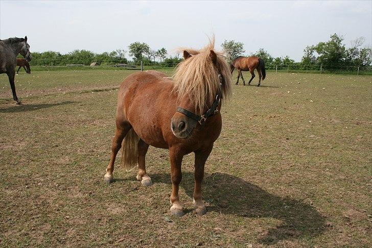 Shetlænder Pondus - Sommer 2010 billede 2
